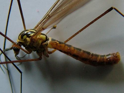 Réf. 250 518 : Nephrotoma submaculosa